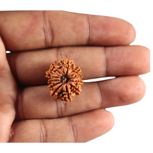 Load image into Gallery viewer, 11 Mukhi Nepalese Rudraksha - Bead No.400
