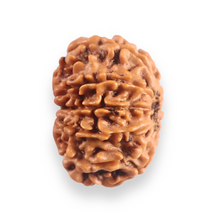 Load image into Gallery viewer, 11 Mukhi Nepalese Rudraksha - Bead No.400
