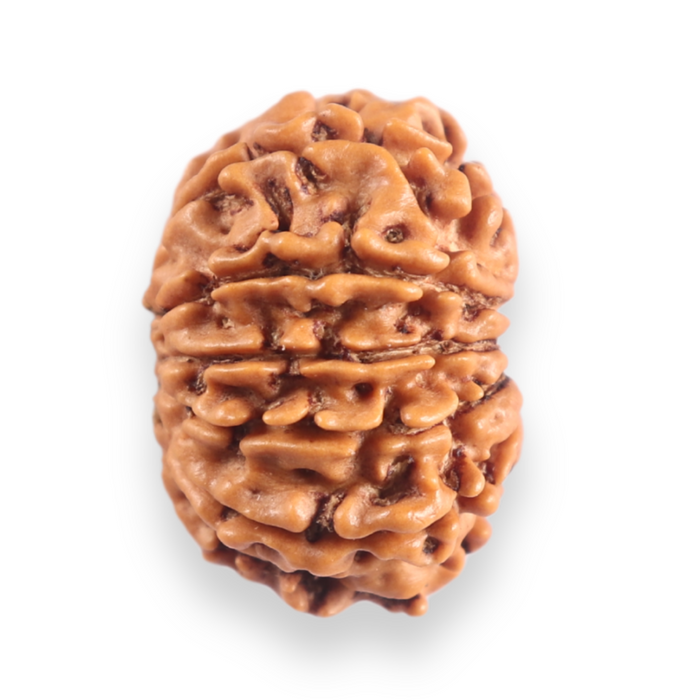 11 Mukhi Nepalese Rudraksha - Bead No.400