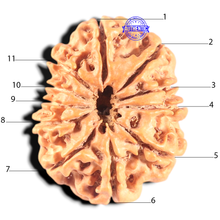 Load image into Gallery viewer, 11 Mukhi Nepalese Rudraksha - Bead No. 402
