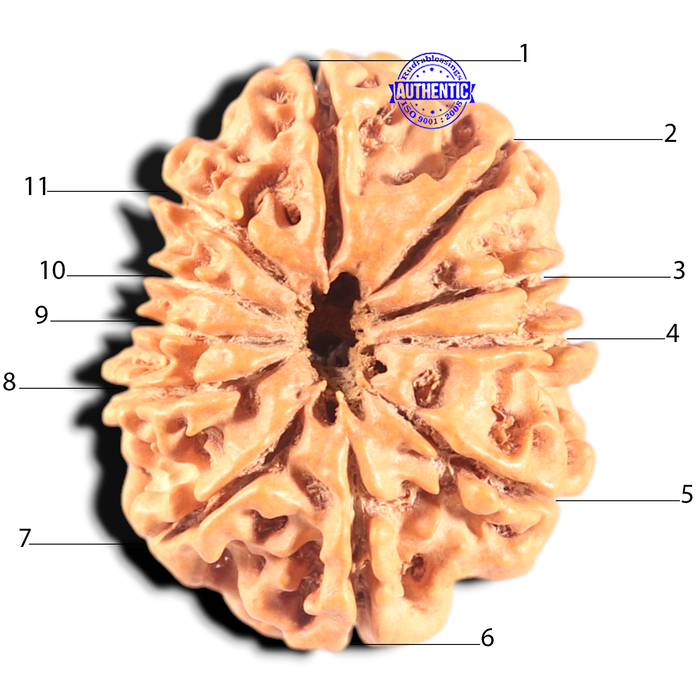 11 Mukhi Nepalese Rudraksha - Bead No. 402