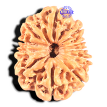 Load image into Gallery viewer, 11 Mukhi Nepalese Rudraksha - Bead No. 402
