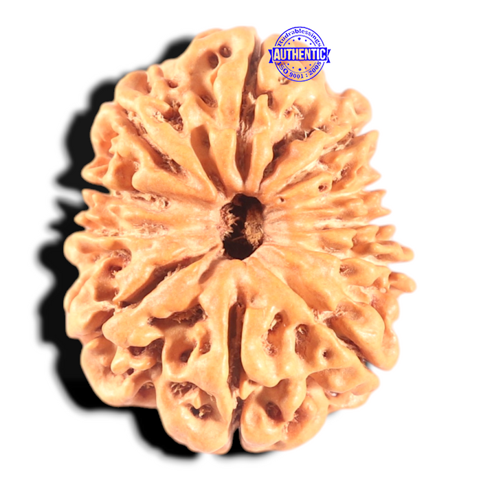11 Mukhi Nepalese Rudraksha - Bead No. 402