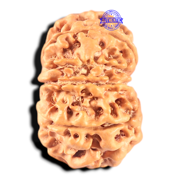 11 Mukhi Nepalese Rudraksha - Bead No. 402