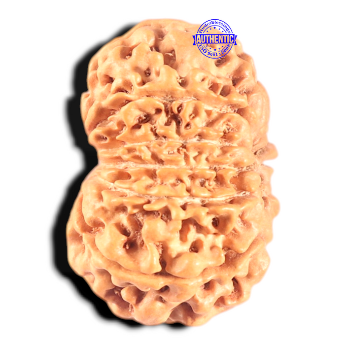 11 Mukhi Nepalese Rudraksha - Bead No. 402