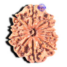 Load image into Gallery viewer, 11 Mukhi Nepalese Rudraksha - Bead No.406
