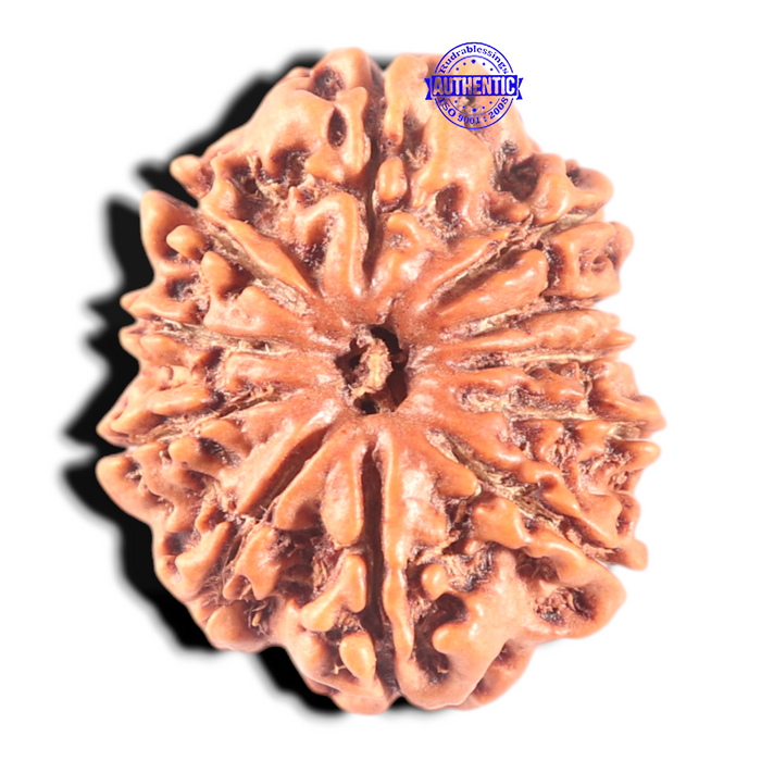 11 Mukhi Nepalese Rudraksha - Bead No.406