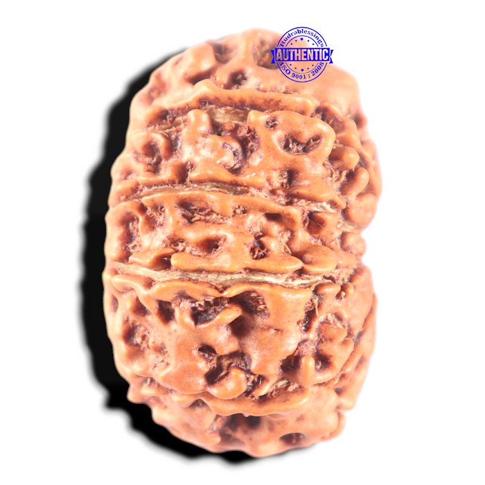 11 Mukhi Nepalese Rudraksha - Bead No.406