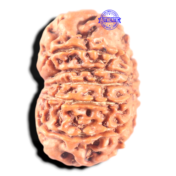 11 Mukhi Nepalese Rudraksha - Bead No.406