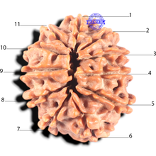Load image into Gallery viewer, 11 Mukhi Nepalese Rudraksha - Bead No. 407
