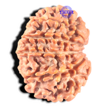 Load image into Gallery viewer, 11 Mukhi Nepalese Rudraksha - Bead No. 407
