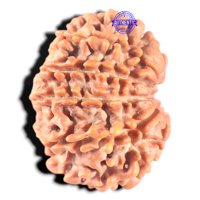 11 Mukhi Nepalese Rudraksha - Bead No. 407