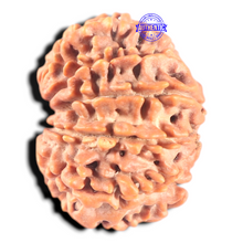 Load image into Gallery viewer, 11 Mukhi Nepalese Rudraksha - Bead No. 407
