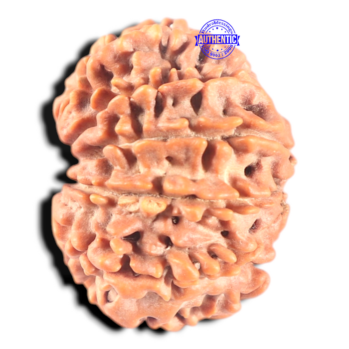 11 Mukhi Nepalese Rudraksha - Bead No. 407