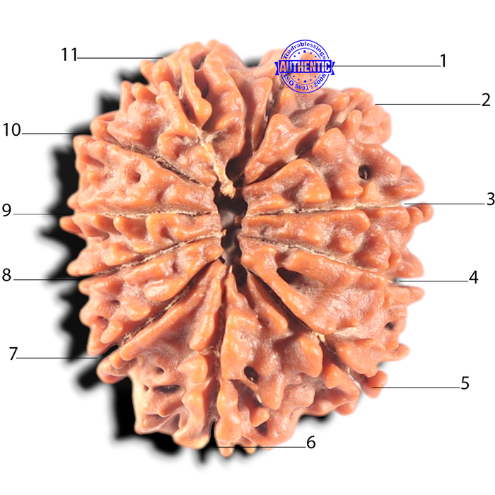 11 Mukhi Nepalese Rudraksha - Bead No. 408