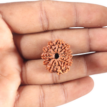 Load image into Gallery viewer, 11 Mukhi Nepalese Rudraksha - Bead No. 408
