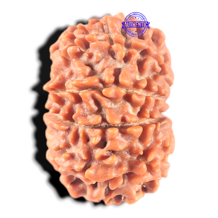 11 Mukhi Nepalese Rudraksha - Bead No. 408
