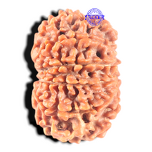 Load image into Gallery viewer, 11 Mukhi Nepalese Rudraksha - Bead No. 408
