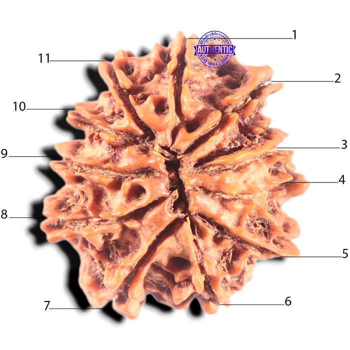 11 Mukhi Nepalese Rudraksha - Bead No. 410