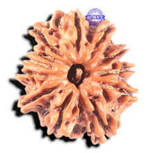 Load image into Gallery viewer, 11 Mukhi Nepalese Rudraksha - Bead No. 410
