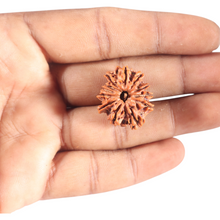 Load image into Gallery viewer, 11 Mukhi Nepalese Rudraksha - Bead No. 410
