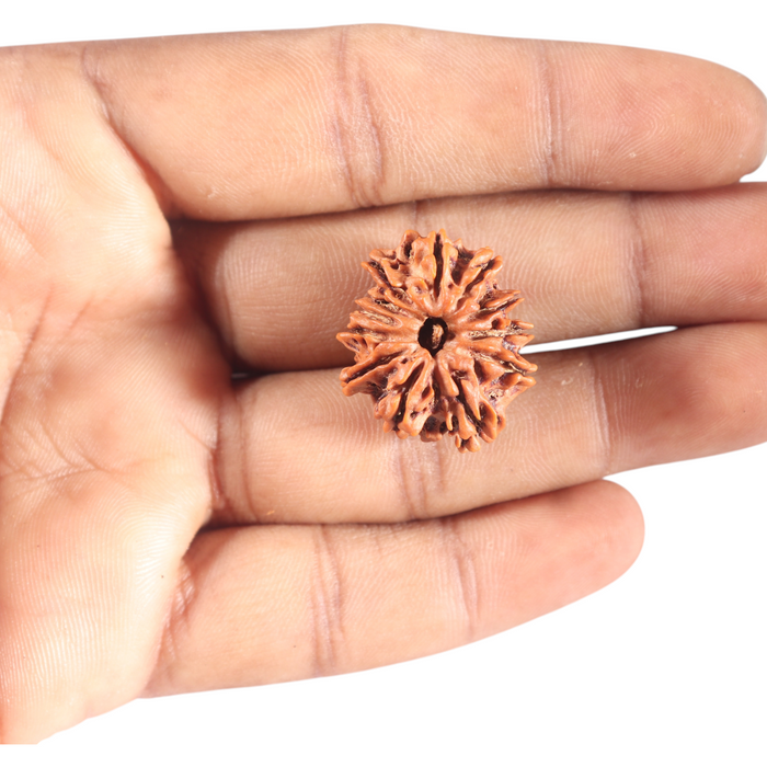 11 Mukhi Nepalese Rudraksha - Bead No. 410