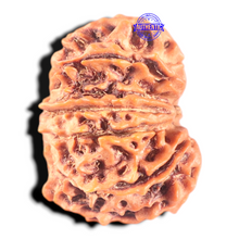 Load image into Gallery viewer, 11 Mukhi Nepalese Rudraksha - Bead No. 410
