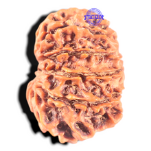 Load image into Gallery viewer, 11 Mukhi Nepalese Rudraksha - Bead No. 410

