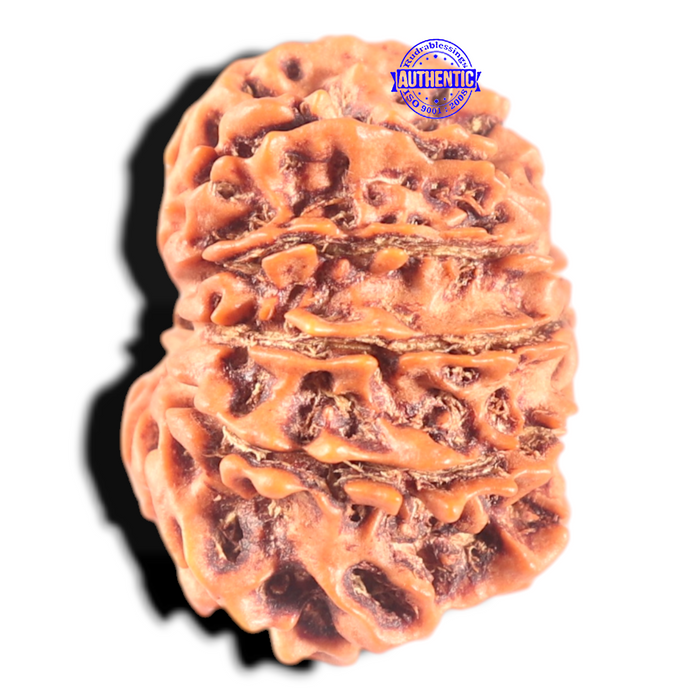 11 Mukhi Nepalese Rudraksha - Bead No. 410