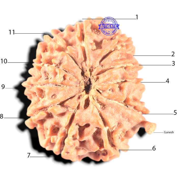 11 Mukhi Nepalese Ganesha Rudraksha - Bead No. 411