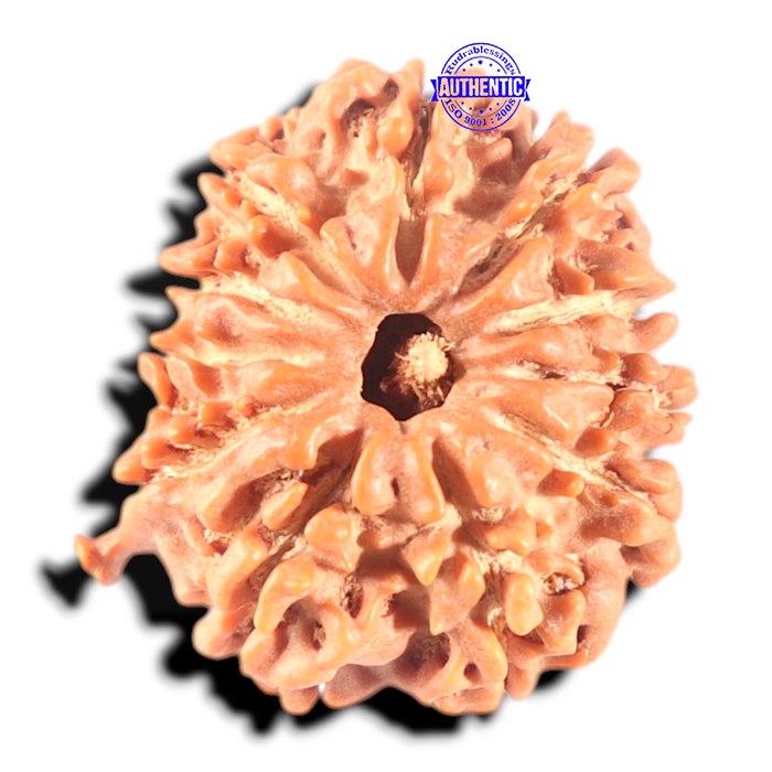 11 Mukhi Nepalese Ganesha Rudraksha - Bead No. 411