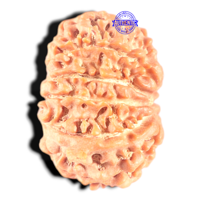 11 Mukhi Nepalese Ganesha Rudraksha - Bead No. 411