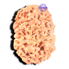 Load image into Gallery viewer, 11 Mukhi Nepalese Ganesha Rudraksha - Bead No. 411
