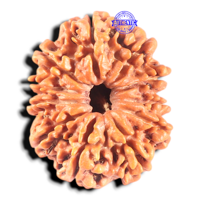 11 Mukhi Nepalese Rudraksha - Bead No. 435