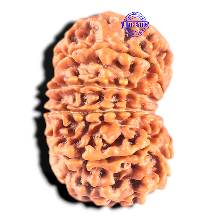 11 Mukhi Nepalese Rudraksha - Bead No. 435