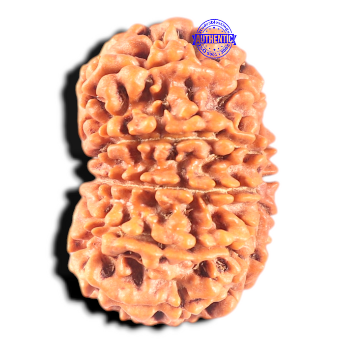 11 Mukhi Nepalese Rudraksha - Bead No. 435