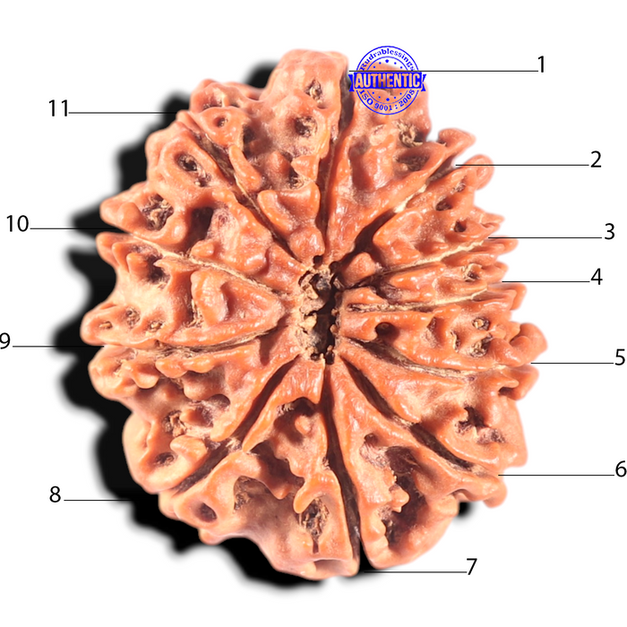 11 Mukhi Nepalese Rudraksha - Bead No. 436