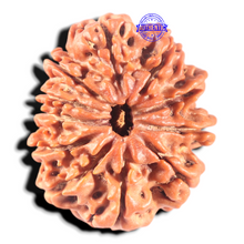 Load image into Gallery viewer, 11 Mukhi Nepalese Rudraksha - Bead No. 436
