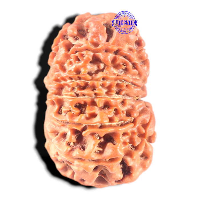 11 Mukhi Nepalese Rudraksha - Bead No. 436