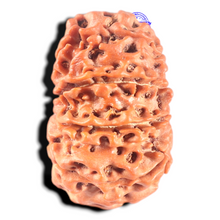 Load image into Gallery viewer, 11 Mukhi Nepalese Rudraksha - Bead No. 436
