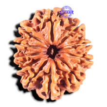 Load image into Gallery viewer, 11 Mukhi Nepalese Rudraksha - Bead No. 437
