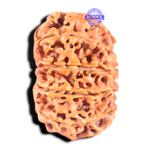 Load image into Gallery viewer, 11 Mukhi Nepalese Rudraksha - Bead No. 437
