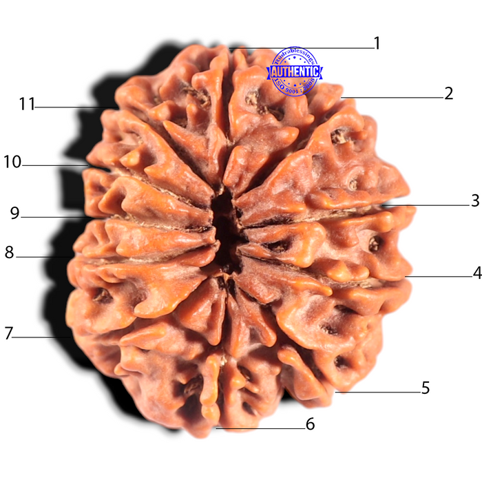 11 Mukhi Nepalese Rudraksha - Bead No. 438