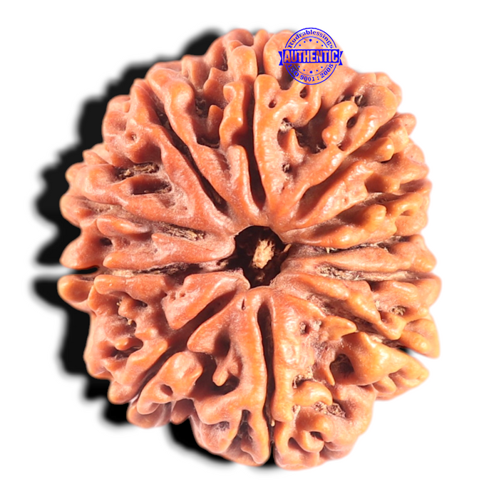 11 Mukhi Nepalese Rudraksha - Bead No. 438