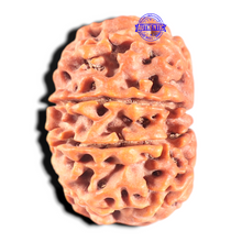 Load image into Gallery viewer, 11 Mukhi Nepalese Rudraksha - Bead No. 438
