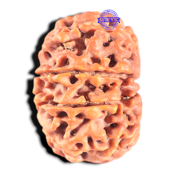 11 Mukhi Nepalese Rudraksha - Bead No. 438