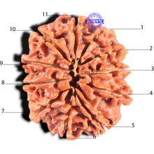 Load image into Gallery viewer, 11 Mukhi Nepalese Rudraksha - Bead No. 439
