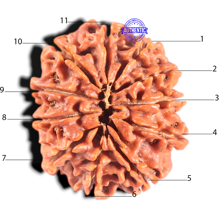 11 Mukhi Nepalese Rudraksha - Bead No. 439
