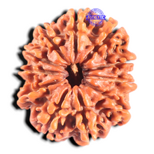Load image into Gallery viewer, 11 Mukhi Nepalese Rudraksha - Bead No. 439

