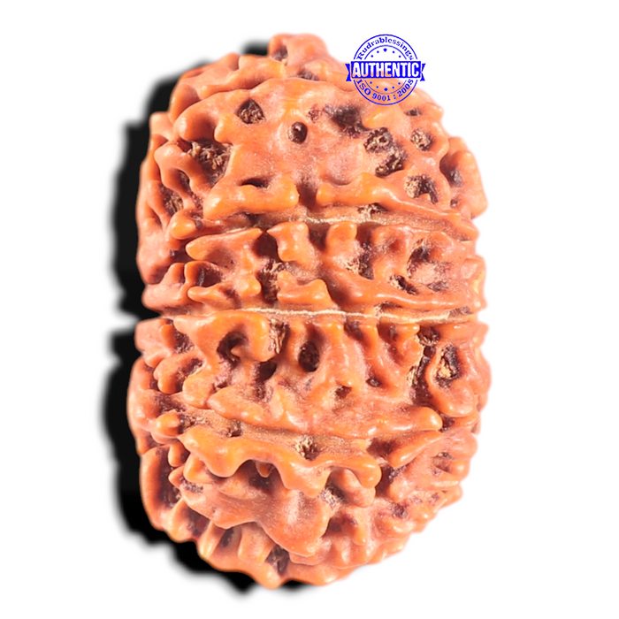 11 Mukhi Nepalese Rudraksha - Bead No. 439